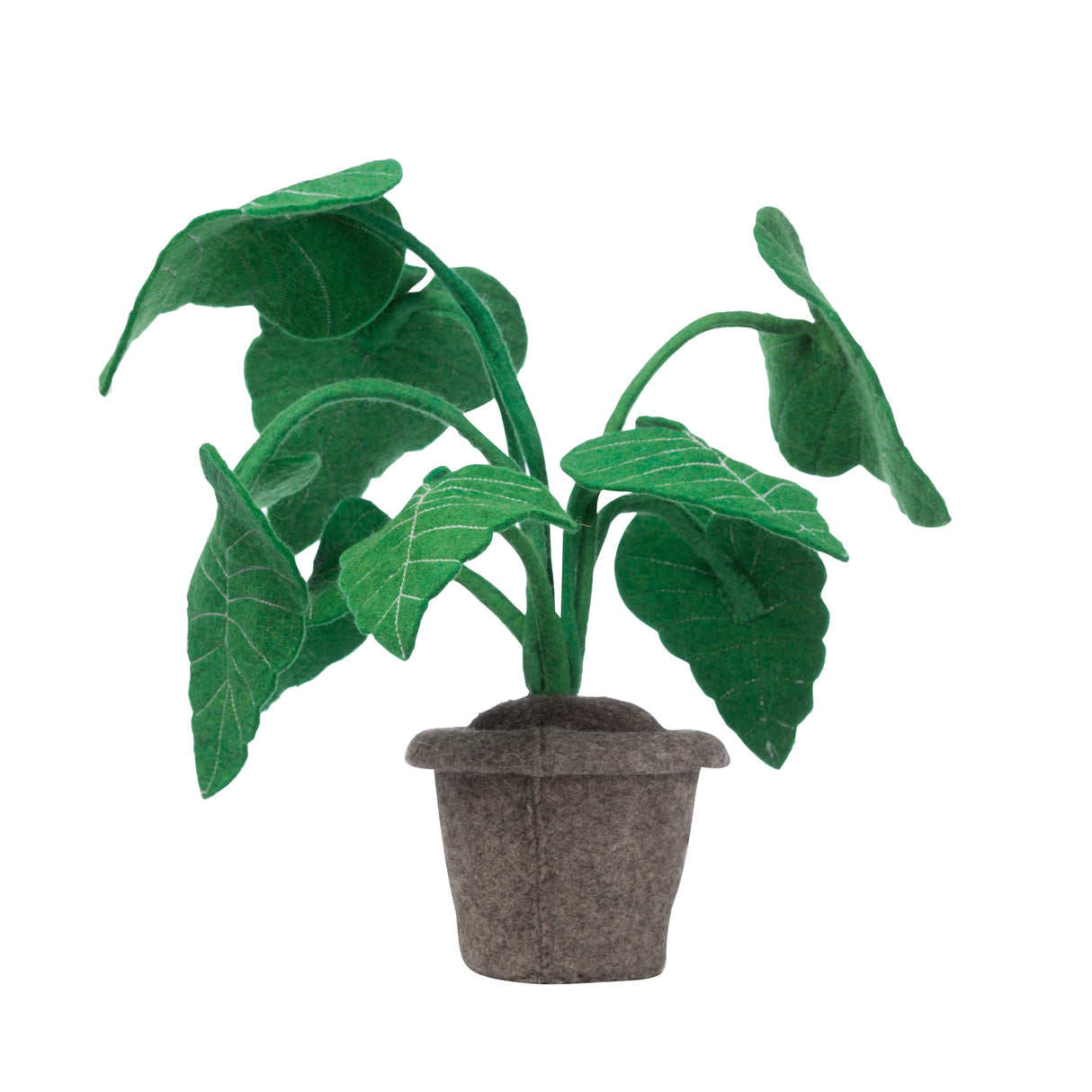 Plant – Alocasia Groen / KidsDepot