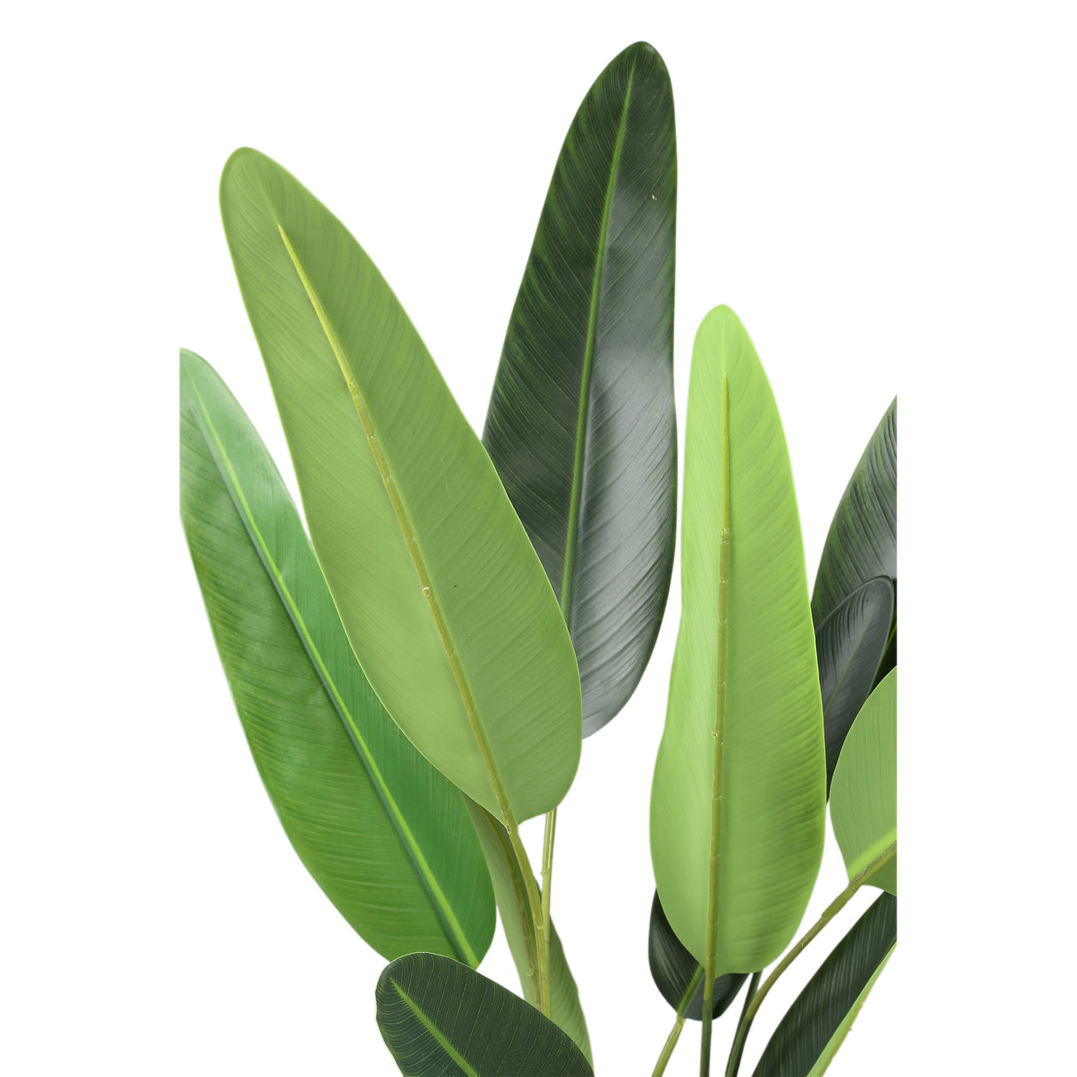 Ravenala Boom (S) / PTMD