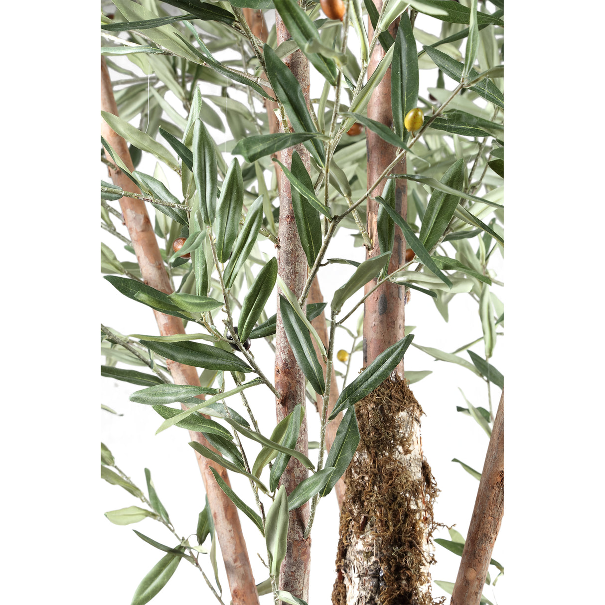 Olijfboom (XL) / PTMD