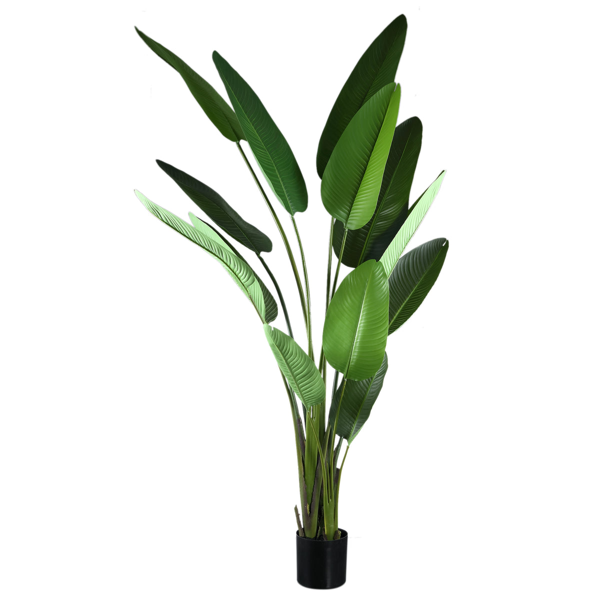 Strelitzia Plant (XL) / PTMD