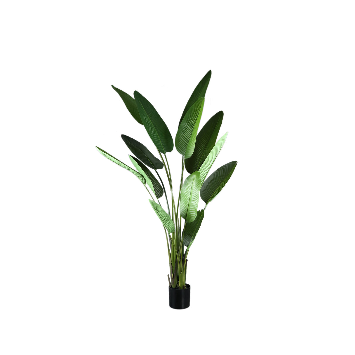 Strelitzia Plant (L) / PTMD