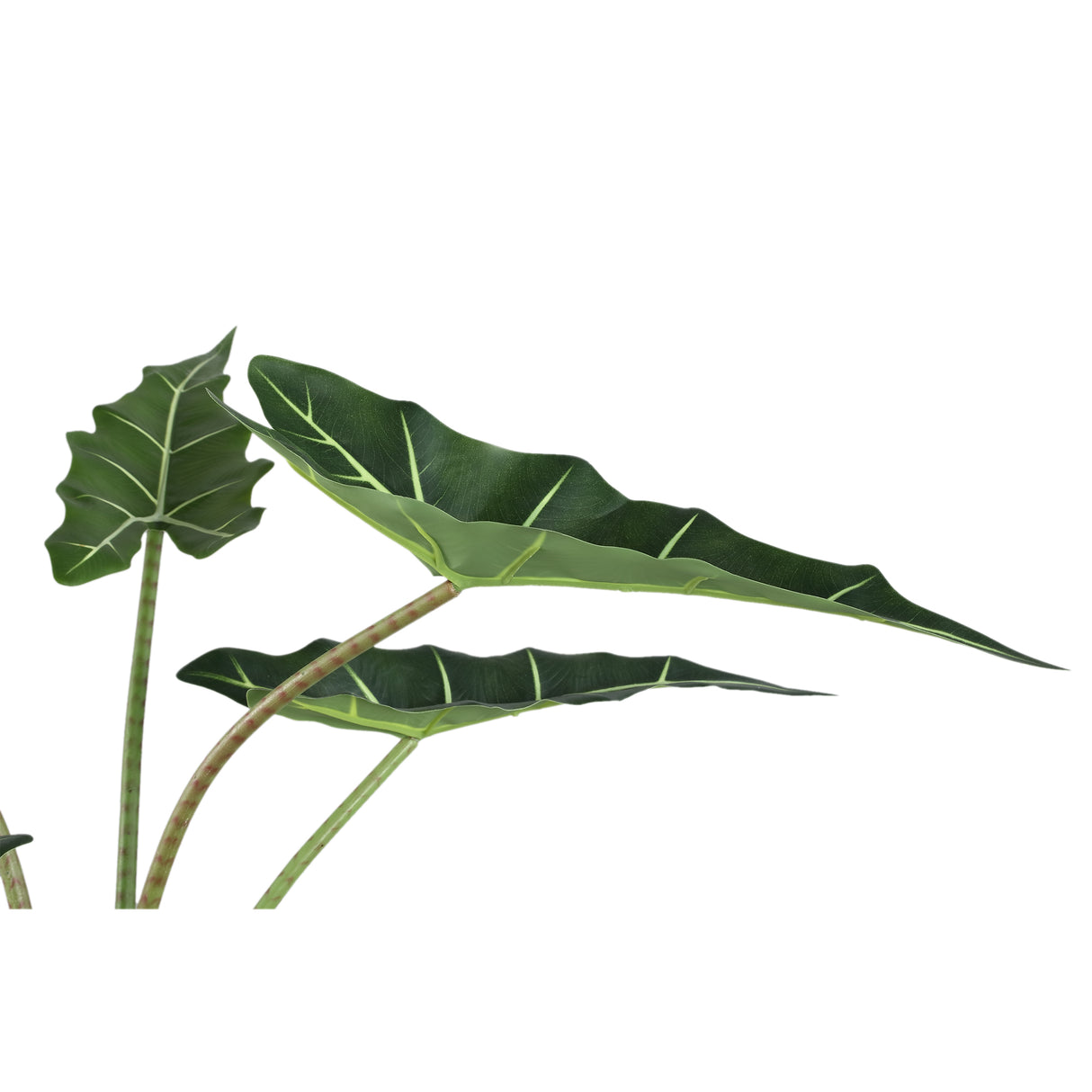 Groene Alocasia (S) / PTMD