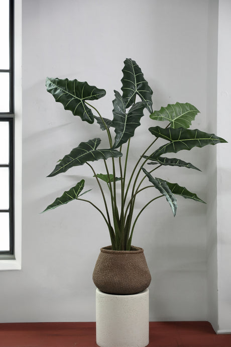 Groene Alocasia (L) / PTMD
