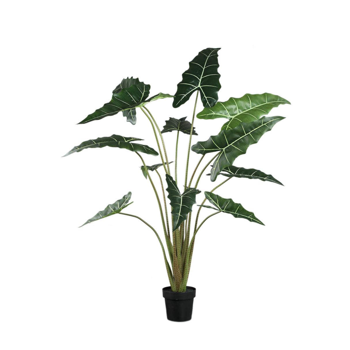 Groene Alocasia (L) / PTMD