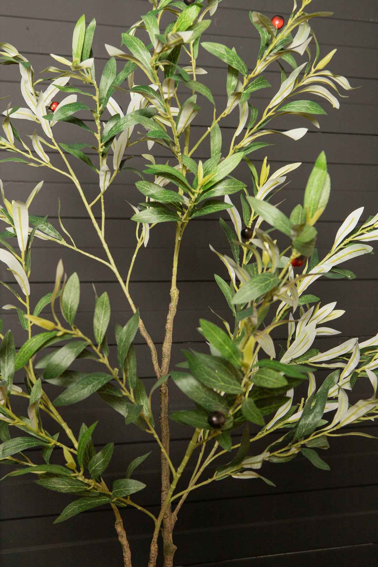 Olijfboom (S) / PTMD