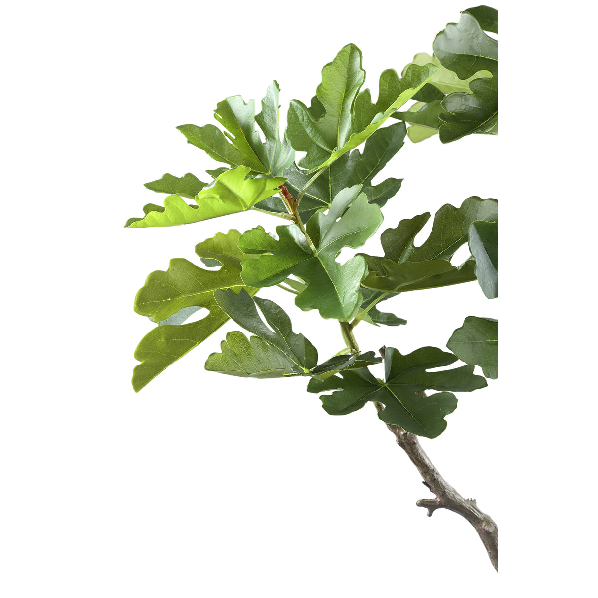 Vijgenboom (S) / PTMD