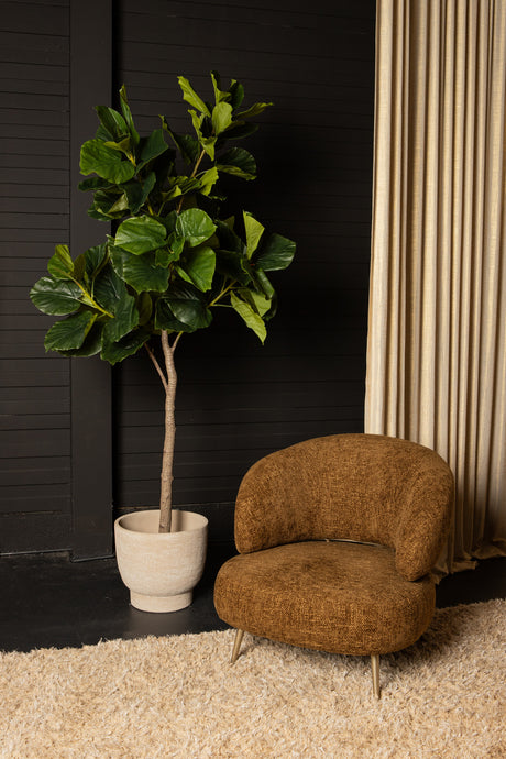 Ficus Boom (M) / PTMD