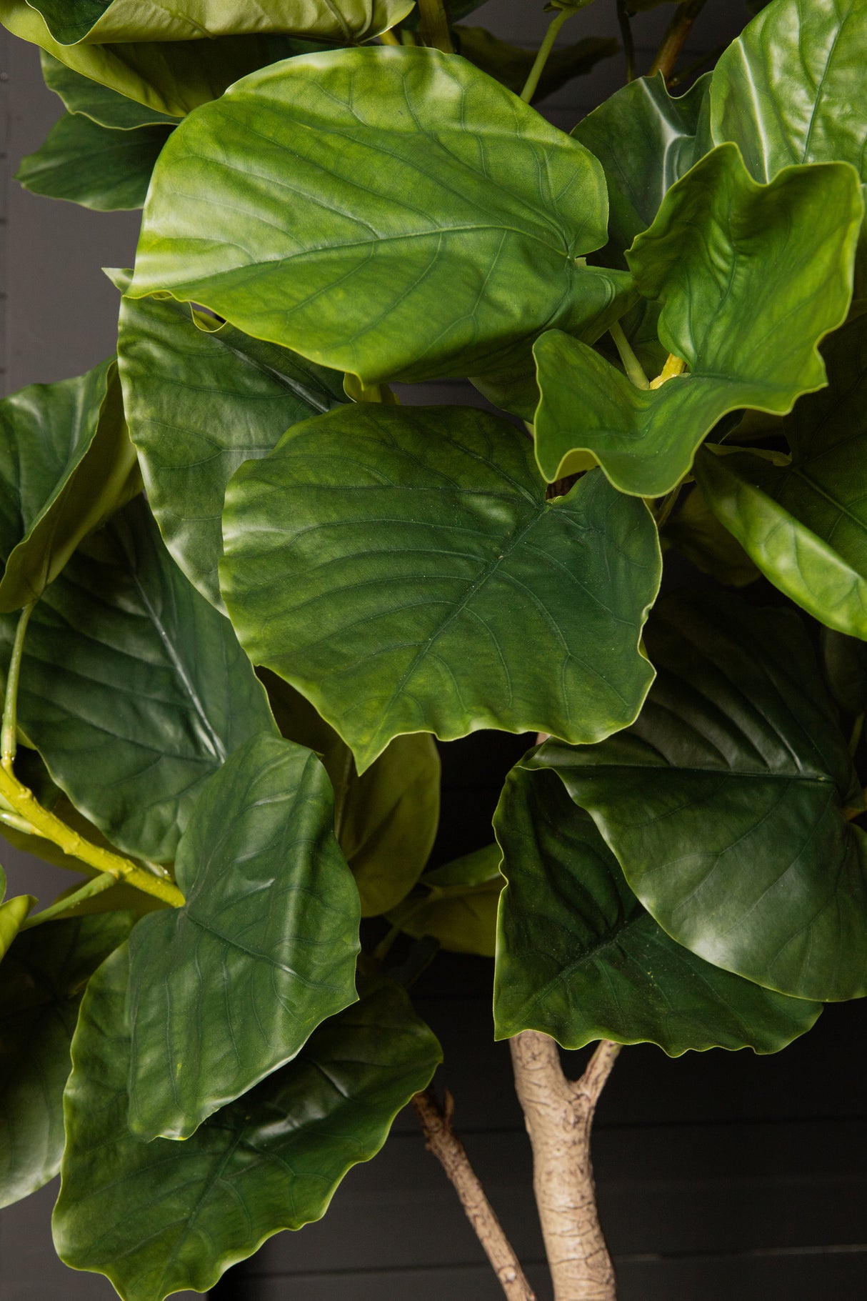 Ficus Boom (M) / PTMD