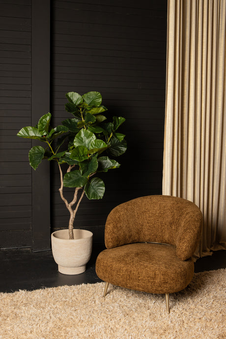 Ficus Boom (S) / PTMD