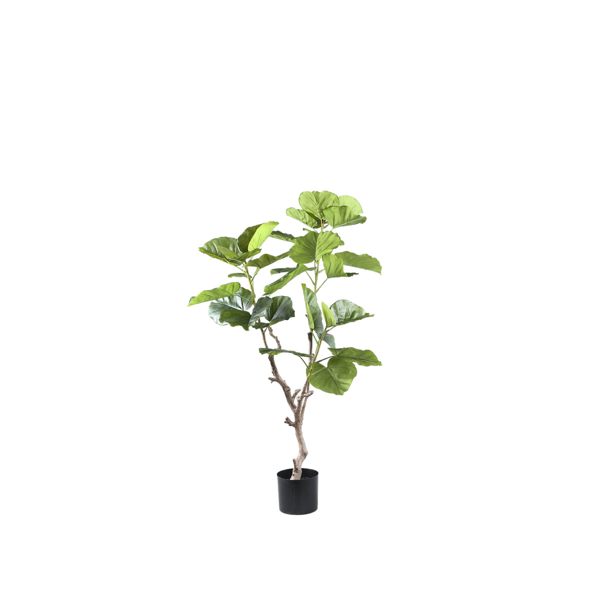 Ficus Boom (S) / PTMD