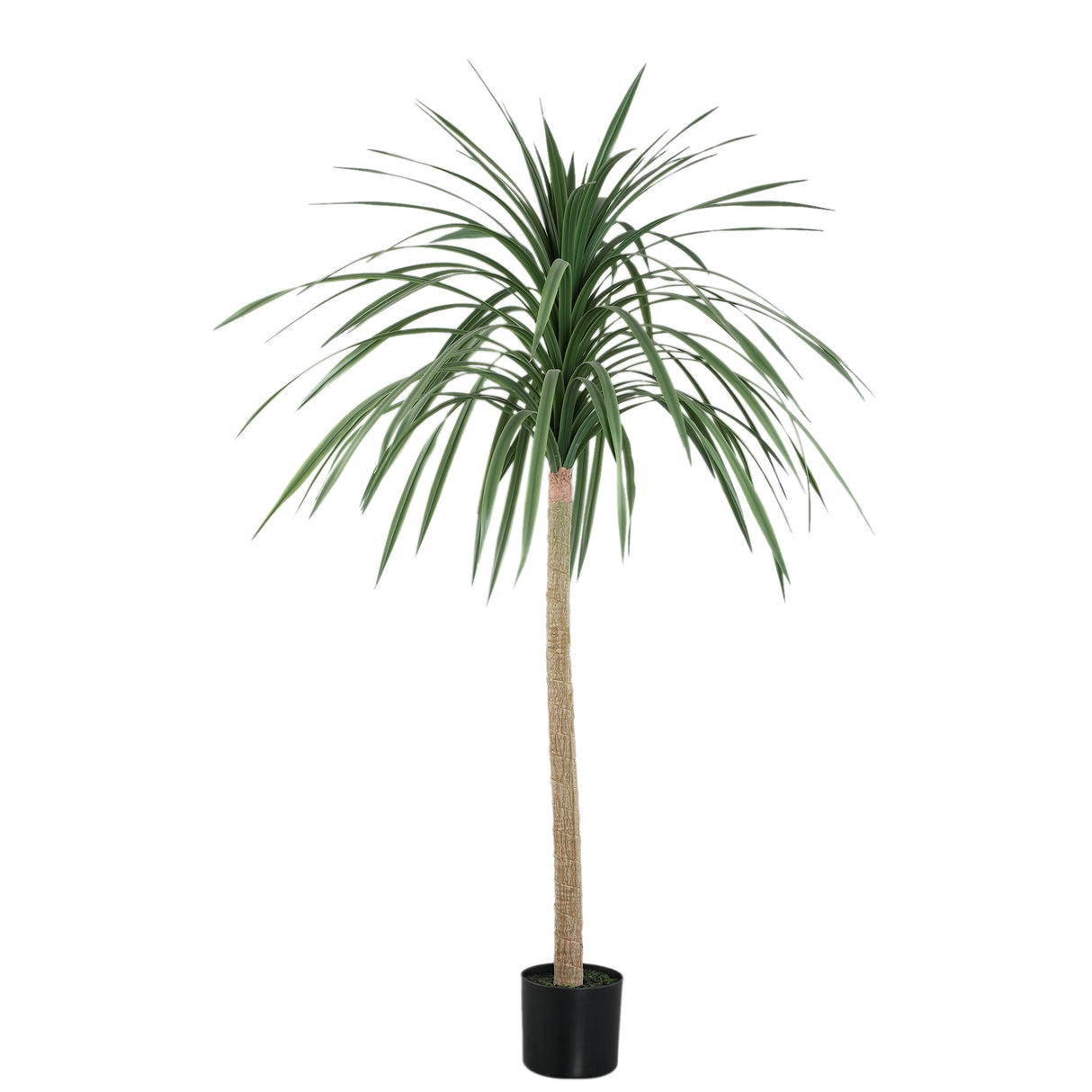 Chinese Lobelia Boom / PTMD