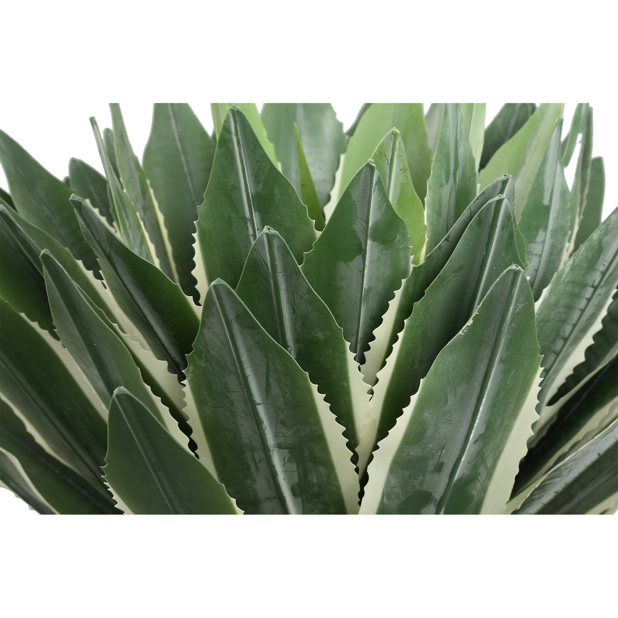 Agave Succulent Plant / PTMD