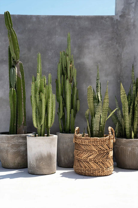 Banana Zigzag Mand (L) / Bazar Bizar