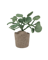 Plant – Pileo Pepero Groen / KidsDepot