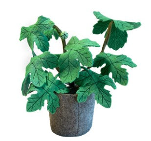 Plant – Ficus Carica Donkergroen / KidsDepot