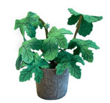 Plant – Ficus Carica Donkergroen / KidsDepot