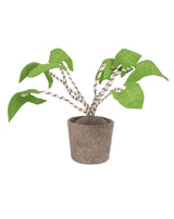 Plant – Zebrina Groen / KidsDepot