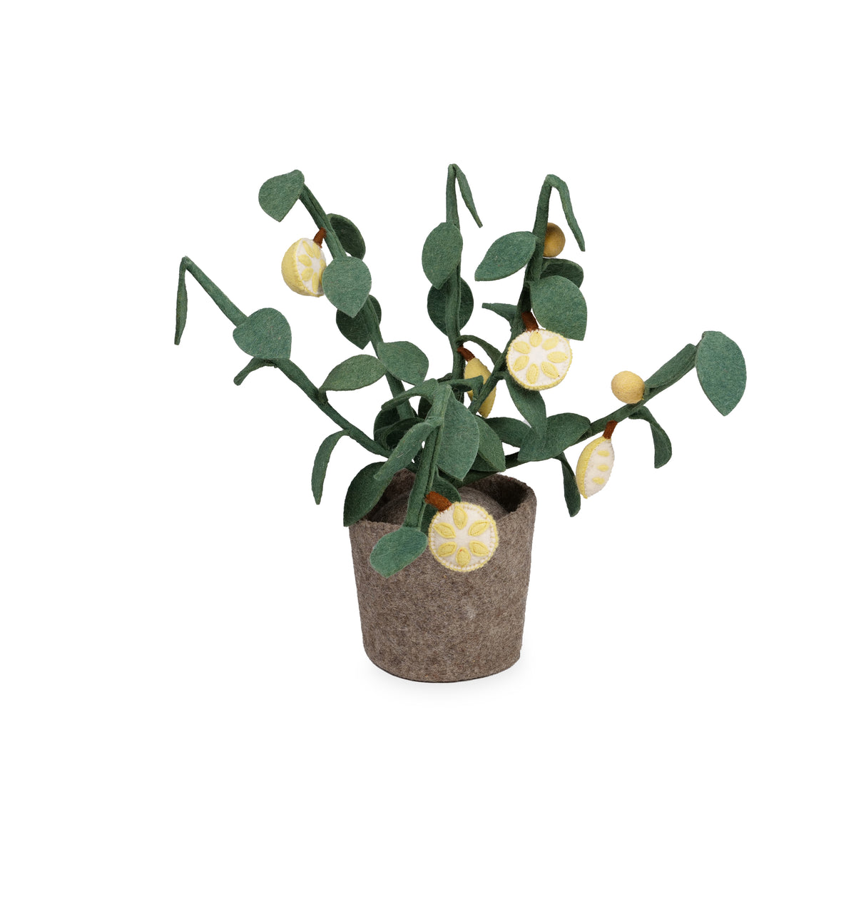 Plant – Citrus / KidsDepot