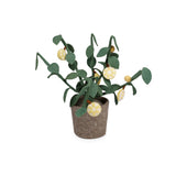 Plant – Citrus / KidsDepot