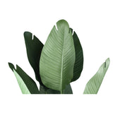 Travellers Palm / PTMD