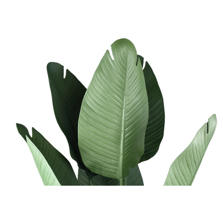 Travellers Palm / PTMD