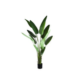 Strelitzia Plant (L) / PTMD