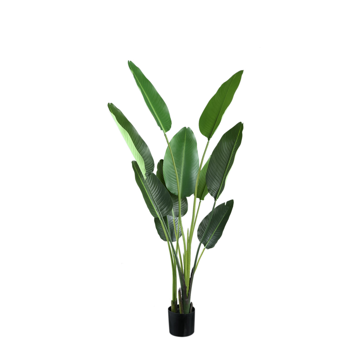 Strelitzia Plant (M) / PTMD