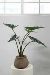 Groene Alocasia (S) / PTMD