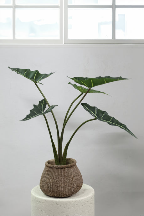 Groene Alocasia (S) / PTMD