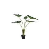 Groene Alocasia (S) / PTMD