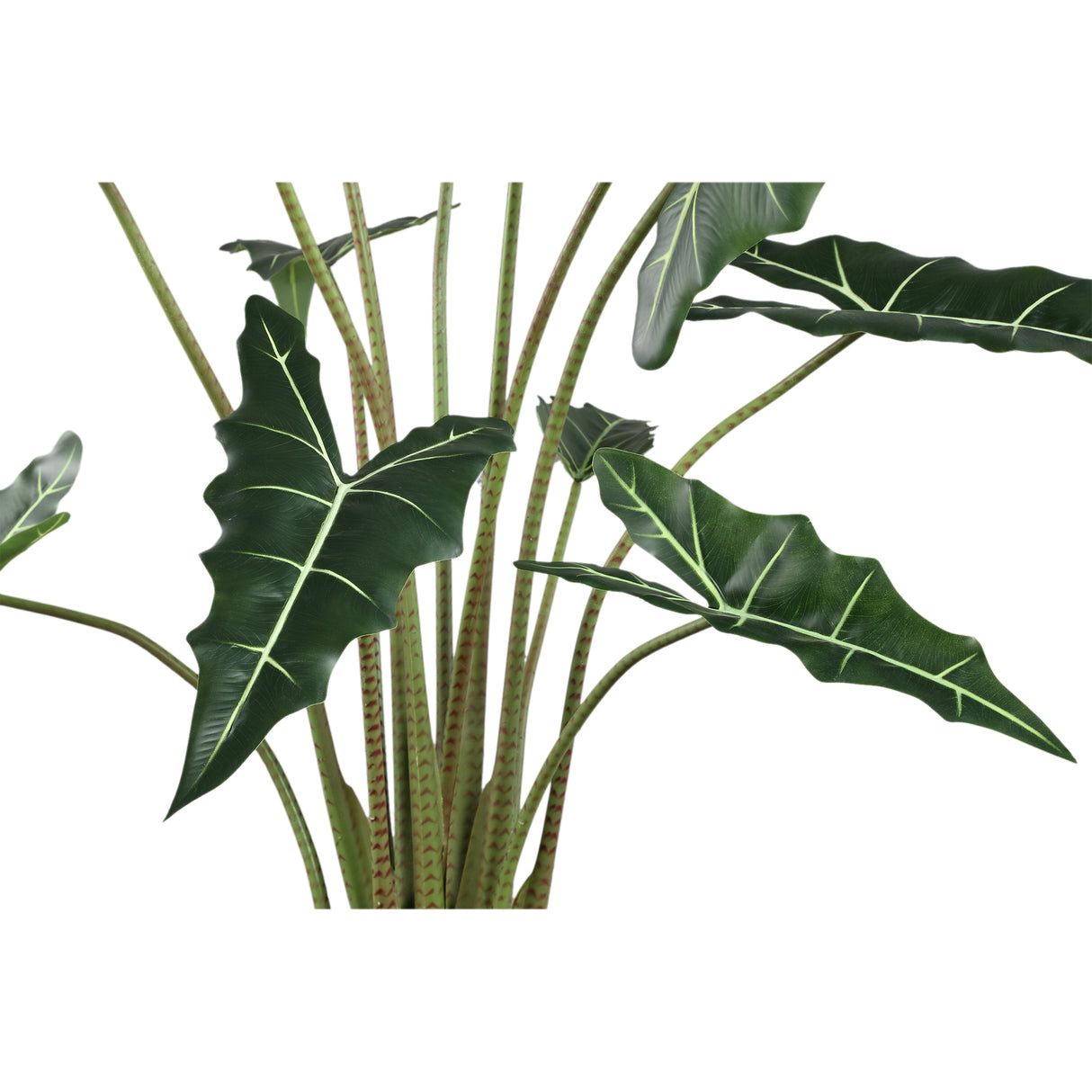 Groene Alocasia (L) / PTMD