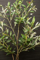 Olijfboom (S) / PTMD