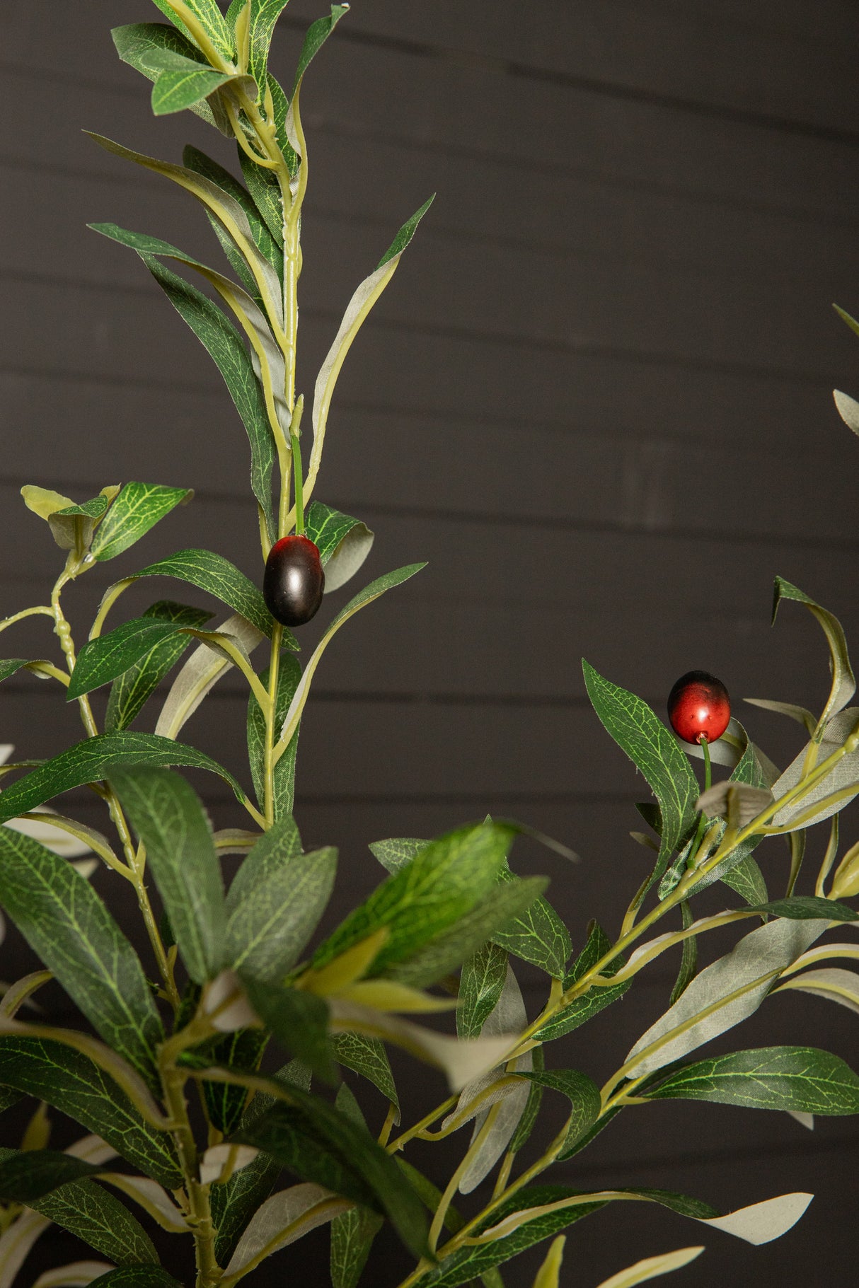 Olijfboom (S) / PTMD