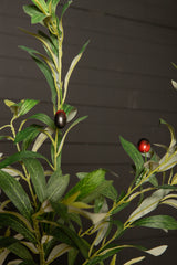 Olijfboom (S) / PTMD