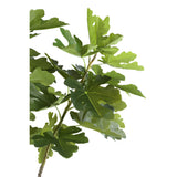 Vijgenboom (L) / PTMD