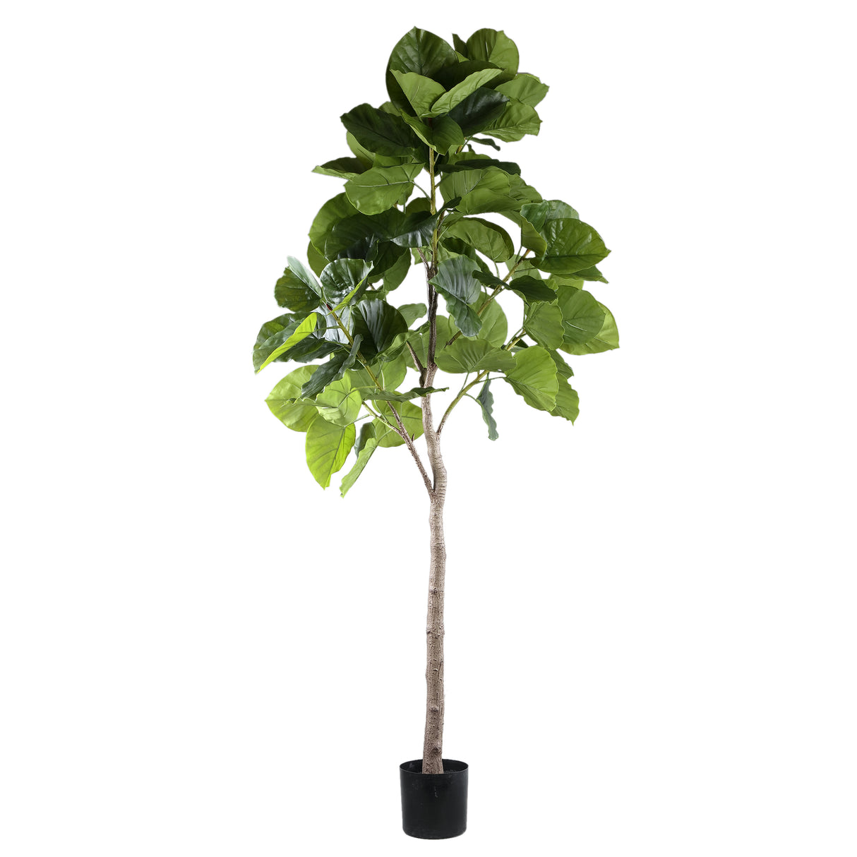 Ficus Boom (L) / PTMD