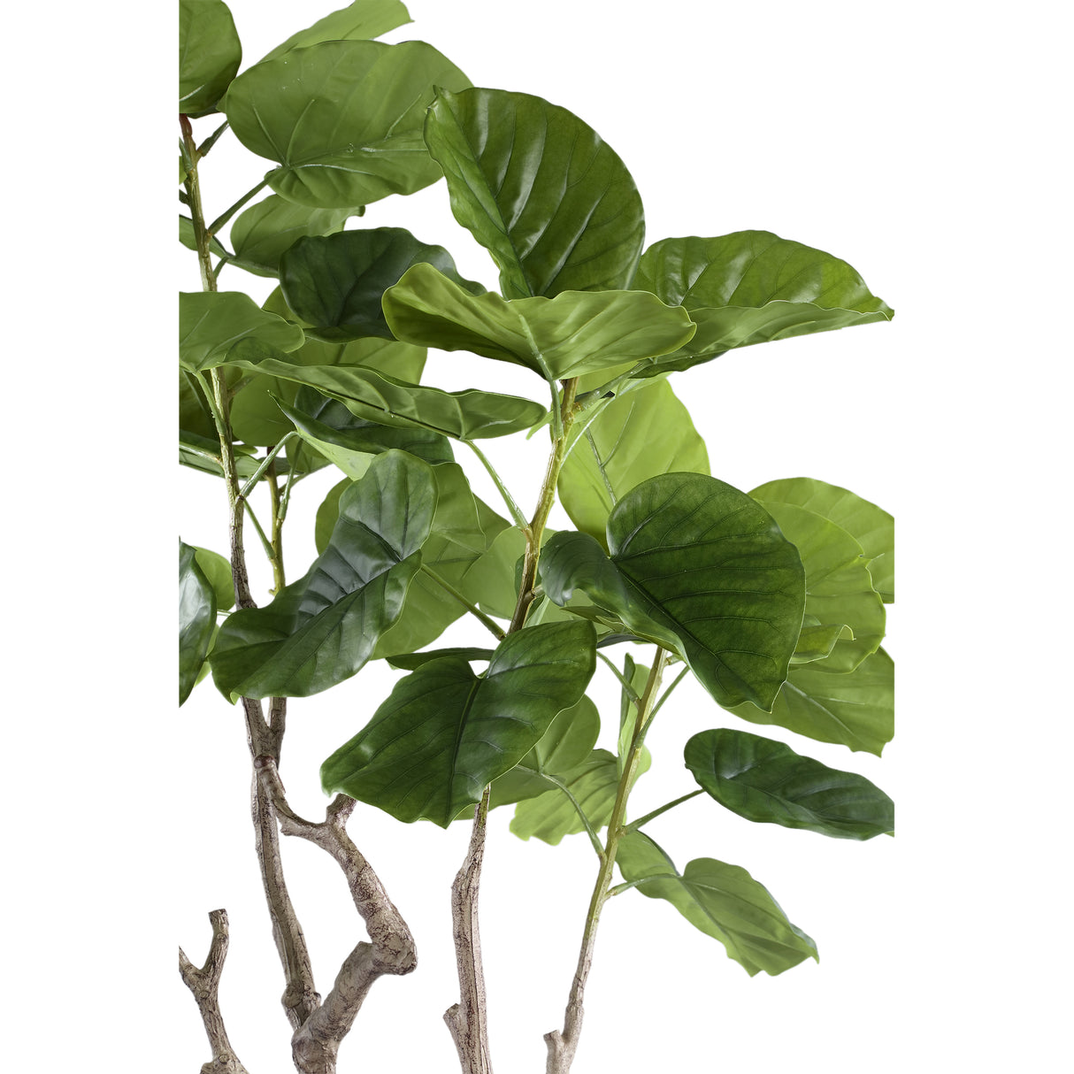 Ficus Boom (M) / PTMD