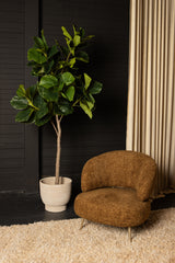 Ficus Boom (M) / PTMD