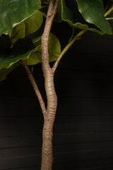 Ficus Boom (M) / PTMD