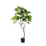 Ficus Boom (M) / PTMD