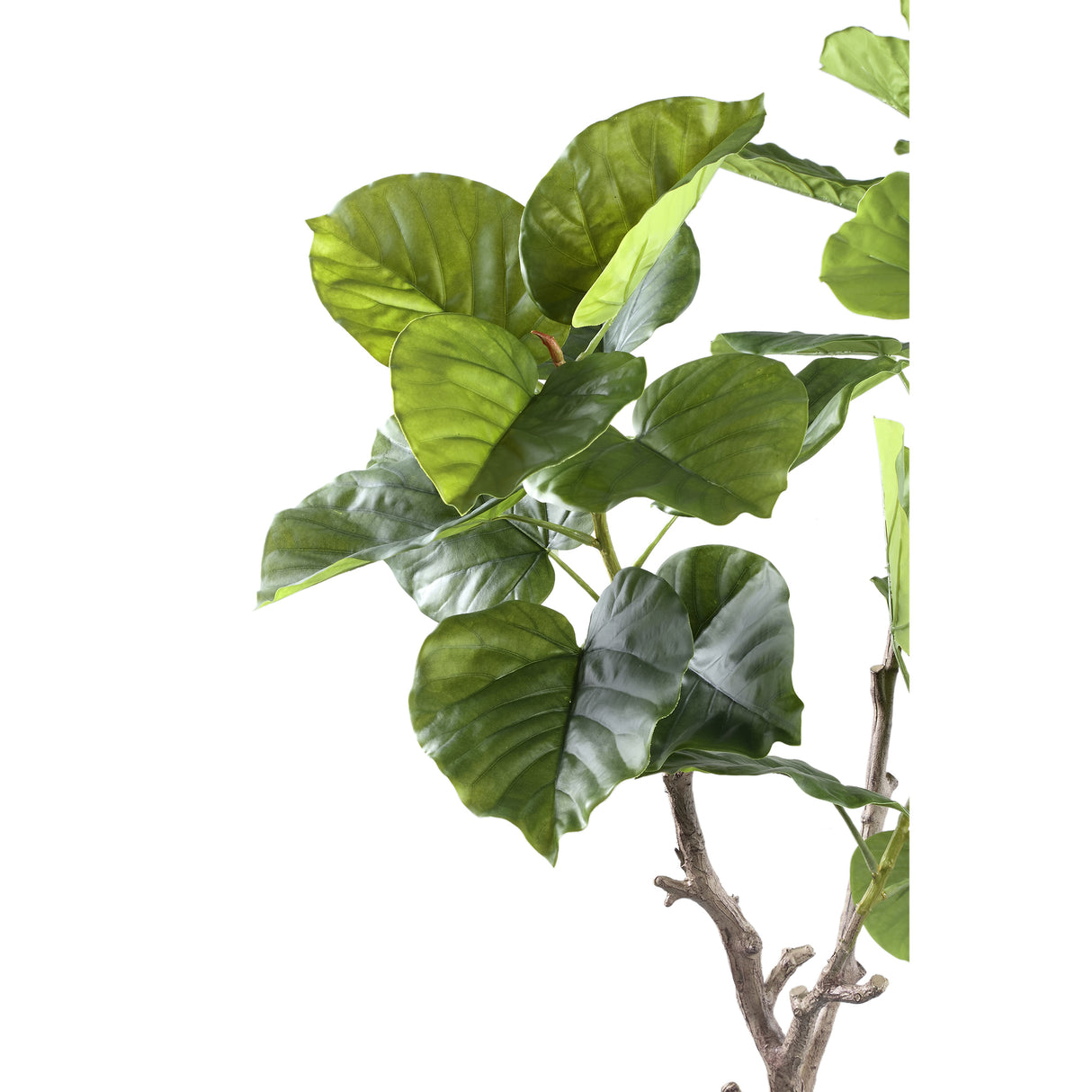 Ficus Boom (S) / PTMD