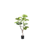 Ficus Boom (S) / PTMD