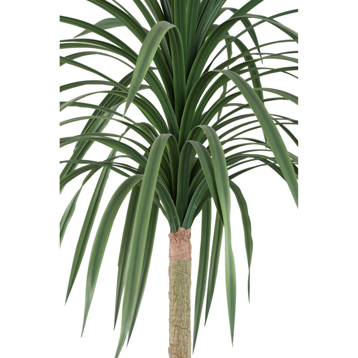 Chinese Lobelia Boom / PTMD