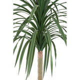 Chinese Lobelia Boom / PTMD