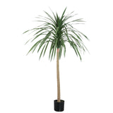 Chinese Lobelia Boom / PTMD