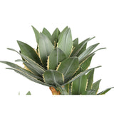 Desert Agave Plant / PTMD