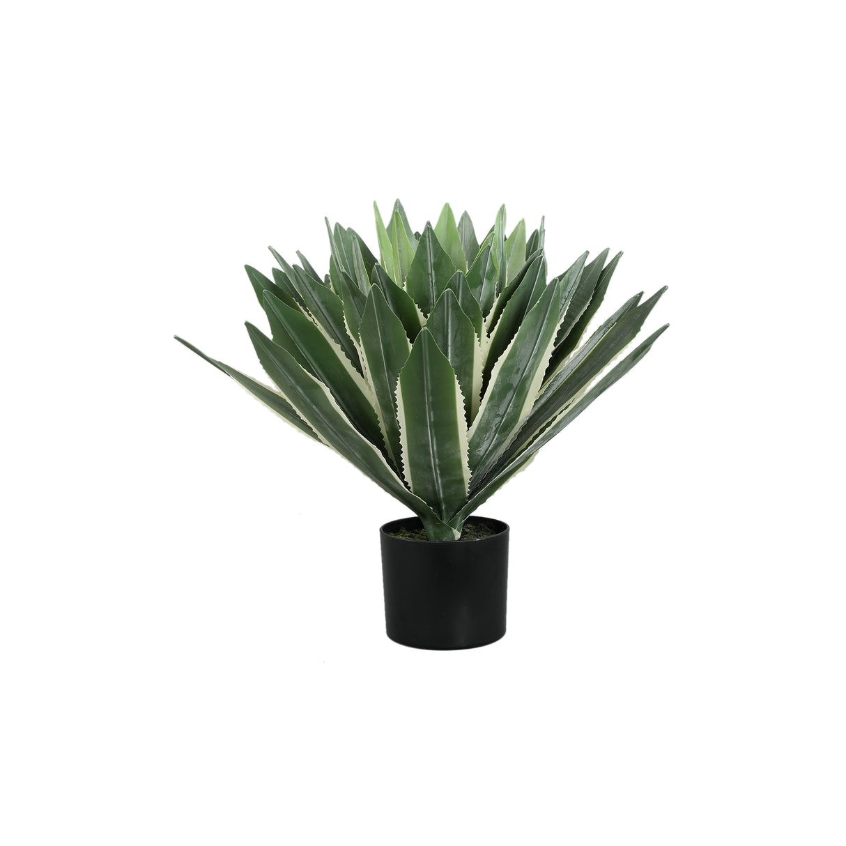 Agave Succulent Plant / PTMD