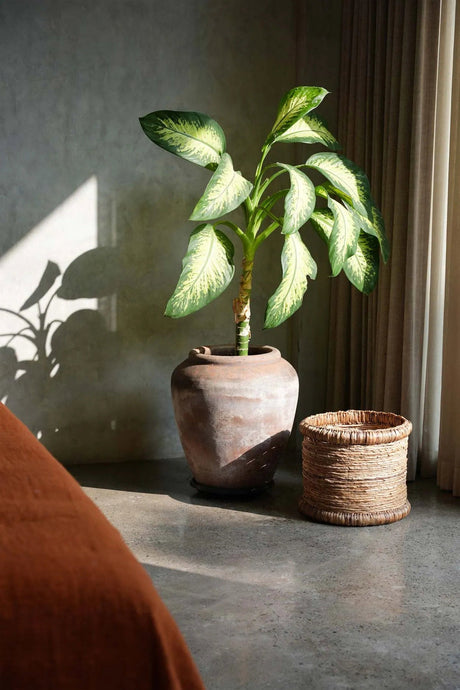 Chuka Mand / Bazar Bizar